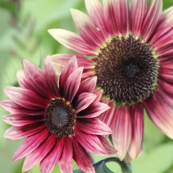 Meet your Posher, Lisa - Picture 5 of 5